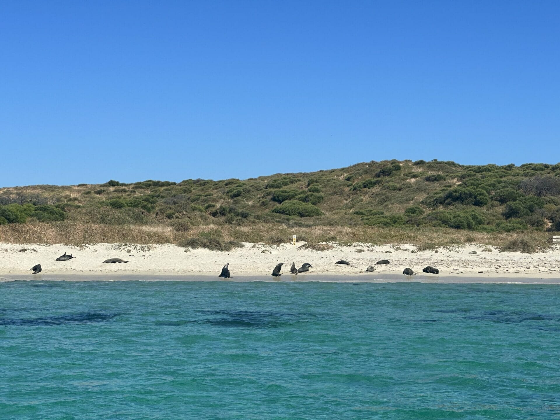 Australian Sea Lions