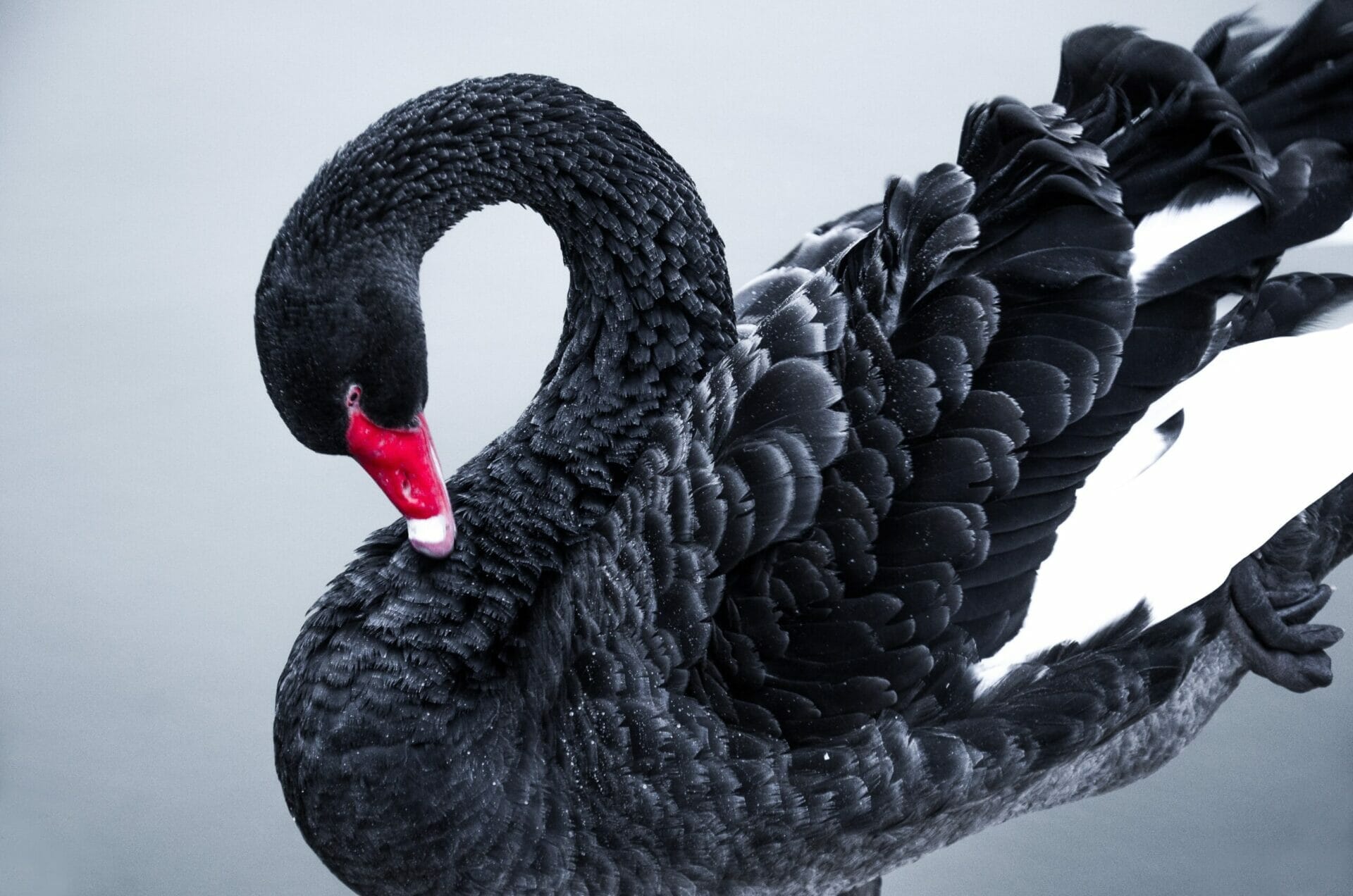 Black Swans