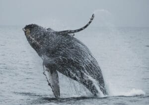 whale watching